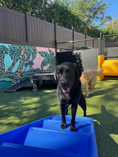 Dog day care in Ponte Vedra Beach Florida Sawgrass Pet Resort 1