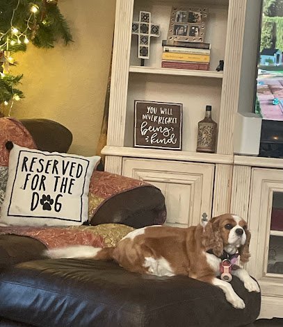 Dog day care in Port Charlotte Florida Happy Tails Home Camp 1