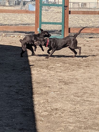 Dog day care in Pueblo Colorado BowWOW Home Pet Care