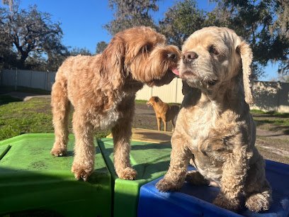 Dog day care in Riverview Florida Canine Cabana 1