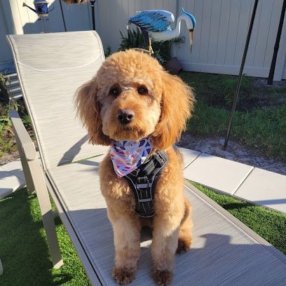 Dog day care in Riverview Florida Pups N Cuts Spa Grooming Day Care 1