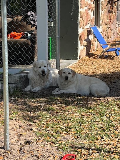 Dog day care in Ruskin Florida Ruskin Doggie Daycare and Boarding 1