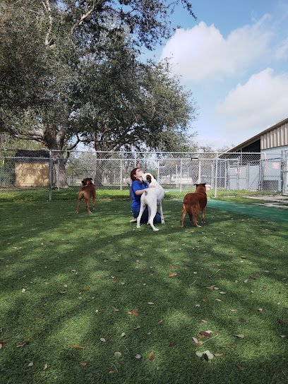 Dog day care in Sarasota Florida Ace Pet Resort 1
