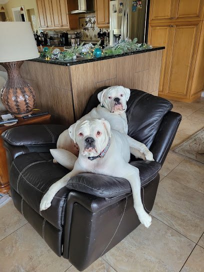 Dog day care in Sarasota Florida Animal House Doggie Bed Breakfast 1