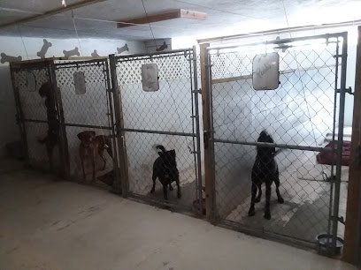 Dog day care in Sarasota Florida Just 4 Paws Luxury Pet Resort 1