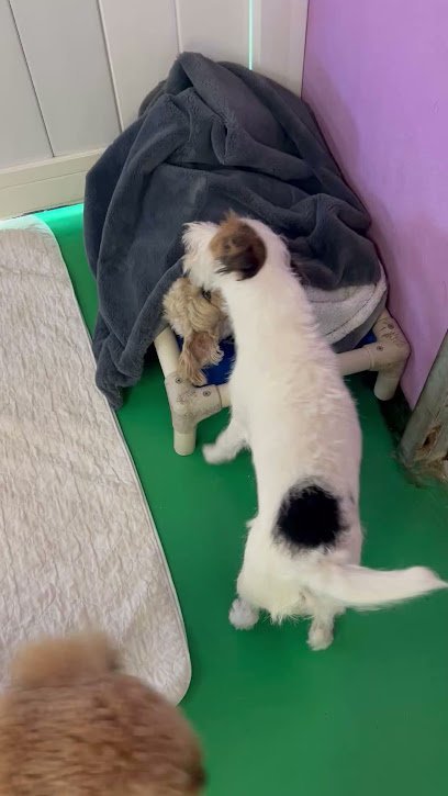 Dog day care in Sarasota Florida Poochie s Pampered Pups 1