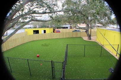 Dog day care in Seminole Florida Barks Recreation 1