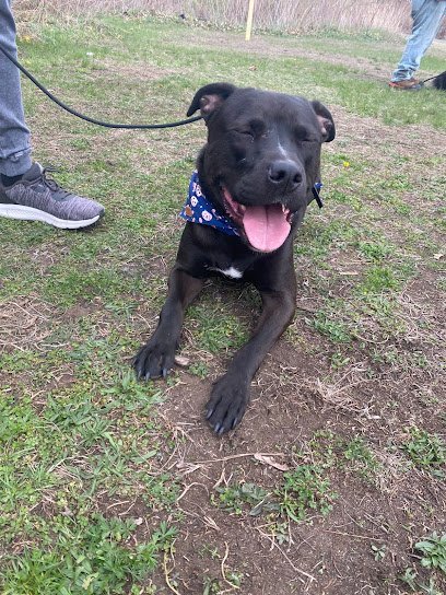 Dog day care in Southington Connecticut Coaching 4 paws 1