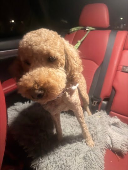 Dog day care in Southington Connecticut The Dog Palace 1