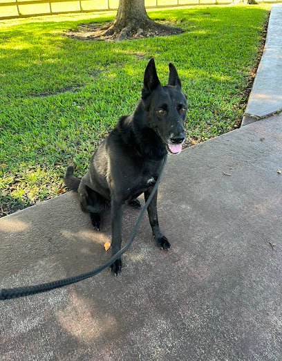 Dog day care in Southwest Ranches Florida DBD Hotel 1