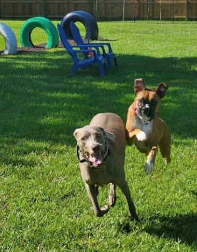 Dog day care in St Cloud Florida It s A Dog s World 1