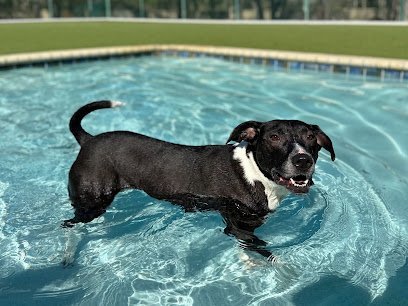 Dog day care in St. Augustine Florida Forever Vets Pet Resort at Pacetti 1