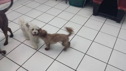 Dog day care in St. Petersburg Florida Central Park Grooming 1