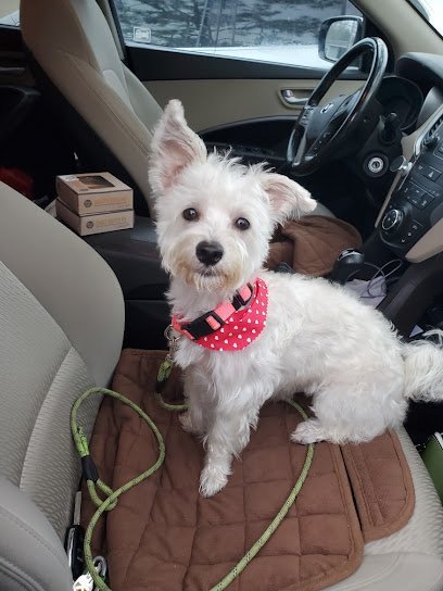 Dog day care in St. Petersburg Florida Gateway Paw House 1