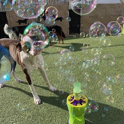 Dog day care in St. Petersburg Florida Happy Camper 1