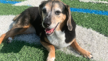 Dog day care in St. Petersburg Florida J.Tails Barkyard 1