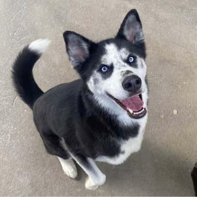 Dog day care in St. Petersburg Florida Preppy Pet St Petersburg 1