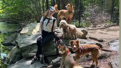 Dog day care in Stamford Connecticut Pawfect Companions 1