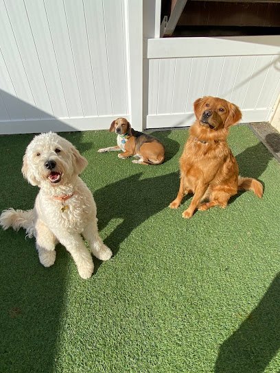 Dog day care in Stamford Connecticut Wagmore 1