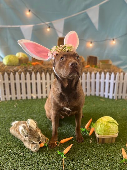 Dog day care in Stratford Connecticut Wag Central 1