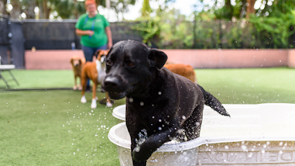 Dog day care in Stuart Florida The Bark Park 1