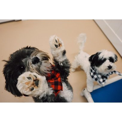 Dog day care in Tallahassee Florida Camp MoJos 1