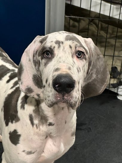 Dog day care in Tallahassee Florida Tally Wags LLC 1