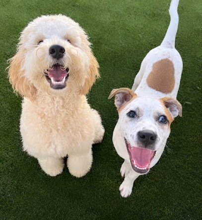 Dog day care in Tampa Florida And a Leash Two 1