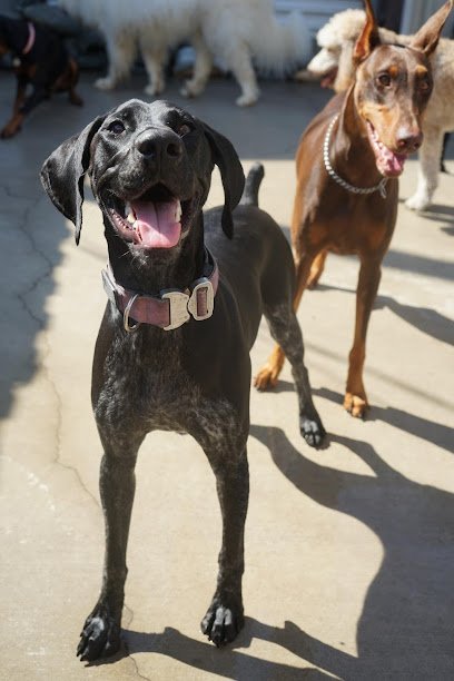 Dog day care in Tampa Florida Barks to Riches 1