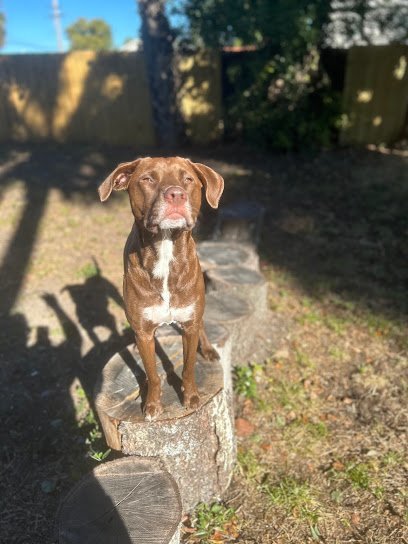 Dog day care in Tampa Florida Furkids Inc  1