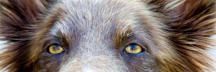 Dog day care in Tampa Florida KETCH Dog Care 1