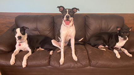 Dog day care in Tampa Florida Paws Paradise Fur Life 1