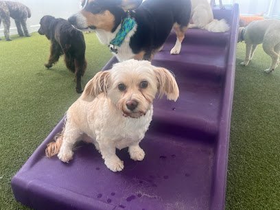 Dog day care in Tampa Florida Paws n Rec Grace 1