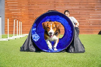 Dog day care in Tampa Florida Paws n Rec Lemon 1