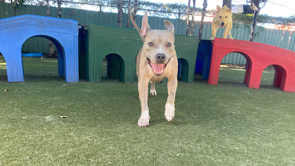 Dog day care in Tampa Florida Paws n Rec Pearl 1