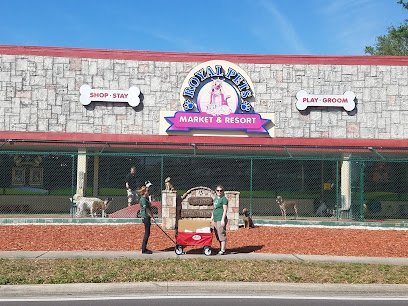 Dog day care in Tampa Florida Royal Pets Market Resort Veterinary Center 1