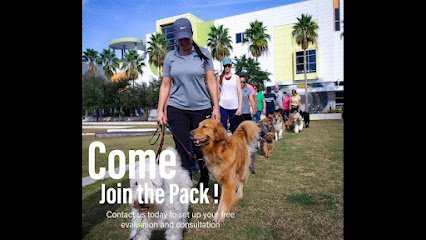 Dog day care in Tampa Florida Sit N Stay Dog Academy 1