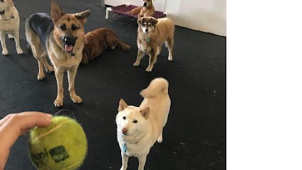 Dog day care in Tequesta Florida Paws 4 Play 1