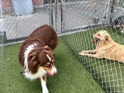 Dog day care in Thonotosassa Florida Rivers Edge Pet Resort 1