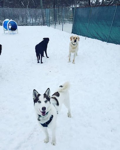 Dog day care in Tolland Connecticut Tolland Tails 1