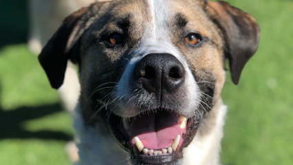 Dog day care in Wallingford Connecticut The Crate Escape 1