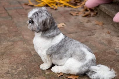 Dog day care in Wallingford Connecticut Village Pet Spa Kennel 1