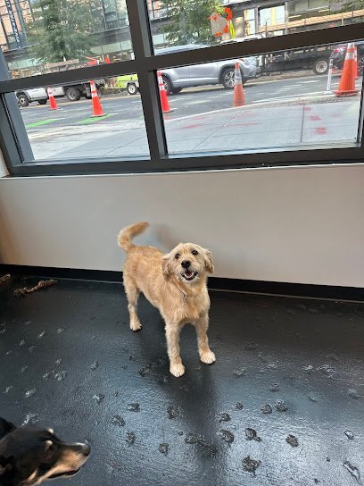 Dog day care in Washington, District of Columbia - Atlas Doghouse Navy Yard