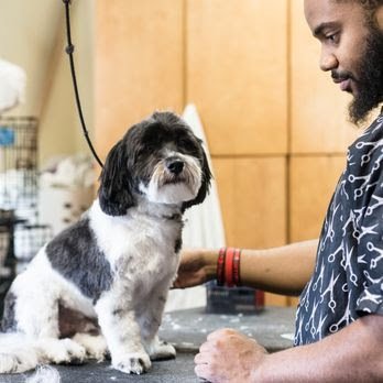 Dog day care in Washington, District of Columbia - City Dogs 18th Street NW Dog day care in Washington, District of Columbia - City Dogs 18th Street NW