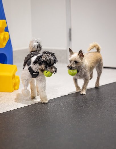 Dog day care in Washington, District of Columbia - Colby's Dogcare and Spa