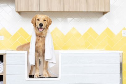 Dog day care in Washington, District of Columbia - District Dogs Navy Yard