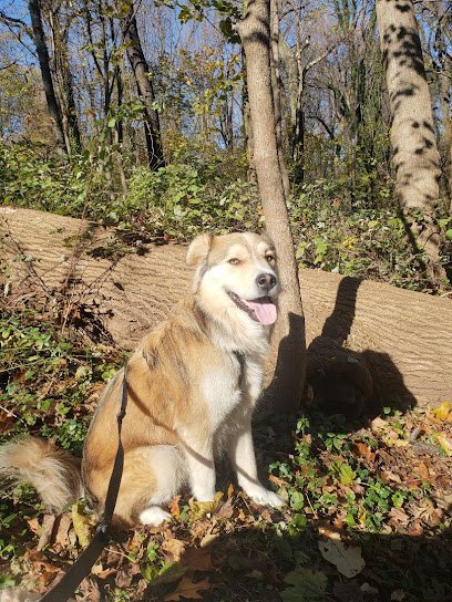 Dog day care in Washington, District of Columbia - Pant & Wag: DC Dog Adventures and DC Dog Fitness