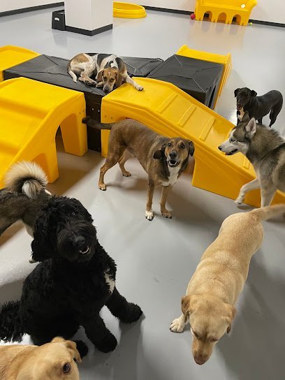 Dog day care in Washington, District of Columbia - Playful Pack