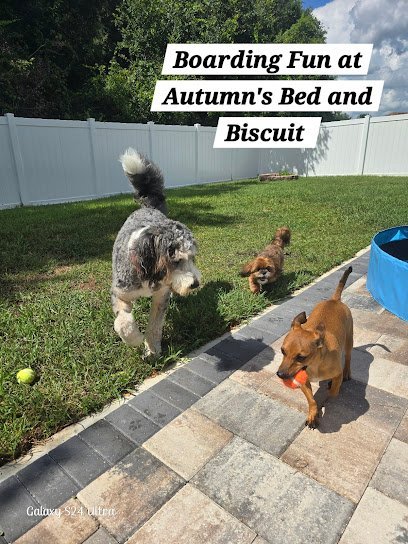 Dog day care in Wesley Chapel Florida Autumn s Bed Biscuit Pet Sitting Services 1