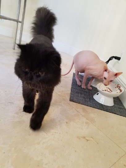 Dog day care in West Palm Beach Florida Aja Pet Service 1